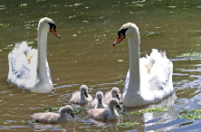 SWAN WITH CHICKS